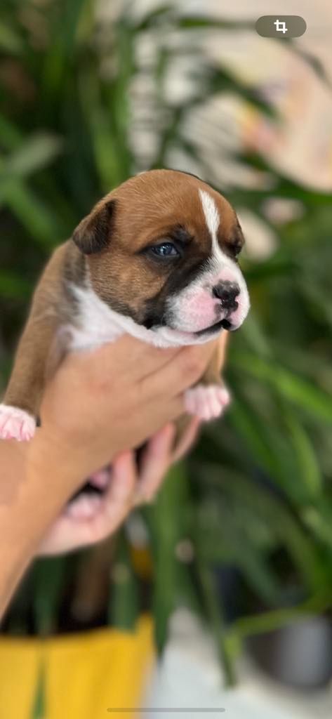 chiot Staffordshire Bull Terrier Des Songeurs O'Crocs Blancs