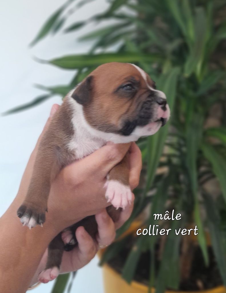 Des Songeurs O'Crocs Blancs - Chiot disponible  - Staffordshire Bull Terrier