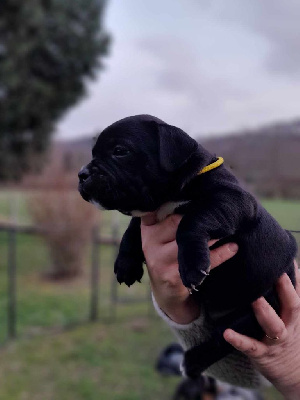 bébé femelle collier jaune