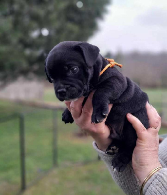 bébé mâle collier orange