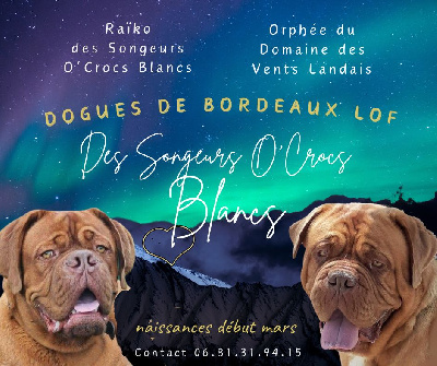 Des Songeurs O'Crocs Blancs - Dogue de Bordeaux - Portée née le 26/02/2024