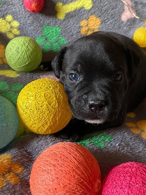 bébé femelle collier jaune