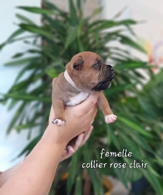 femelle collier rose clair