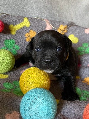 bébé femelle collier jaune