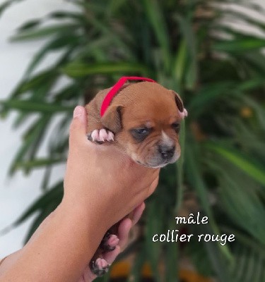 mâle collier rouge 