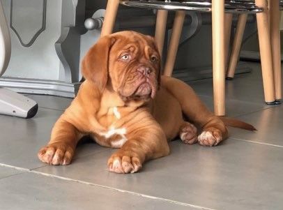 Des Songeurs O'Crocs Blancs - Dogue de Bordeaux - Portée née le 20/08/2019