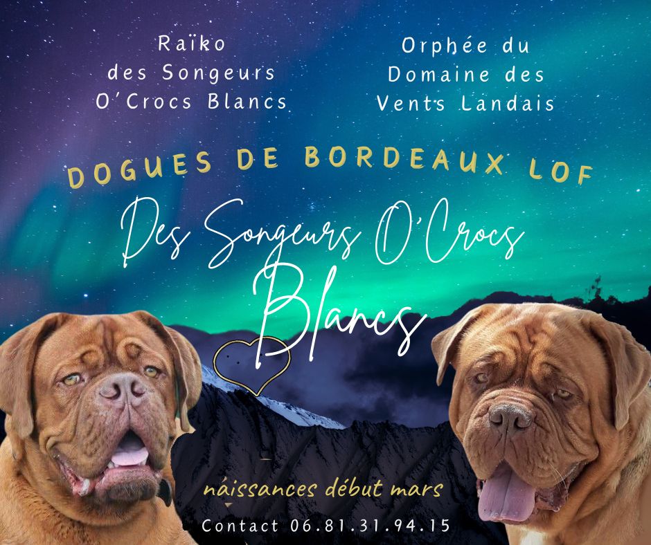 chiot Dogue de Bordeaux Des Songeurs O'Crocs Blancs