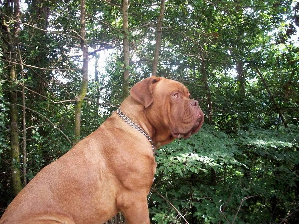 Chiots Iska