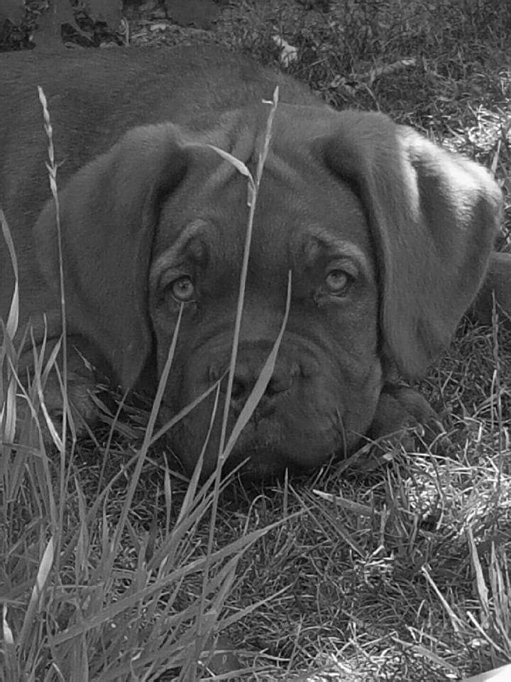 Lieven de l'Elite Royal Dog