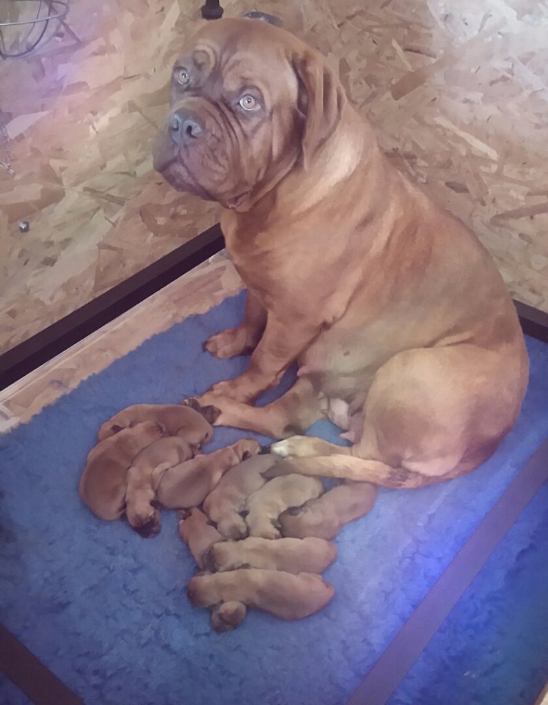 Chiots Lieven