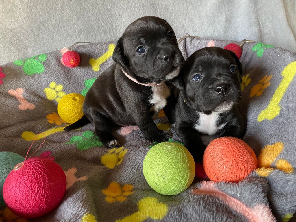 Des Songeurs O'Crocs Blancs - Staffordshire Bull Terrier - Portée née le 10/01/2024