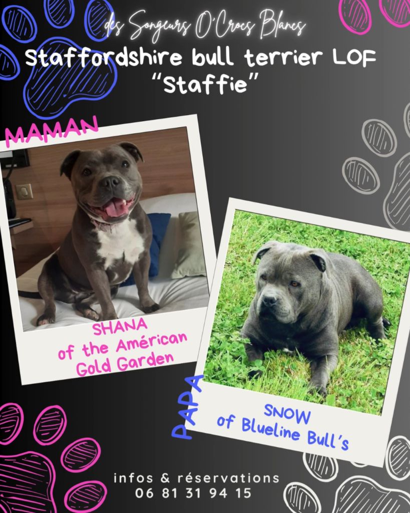 Chiot Staffordshire Bull Terrier Des Songeurs O'Crocs Blancs