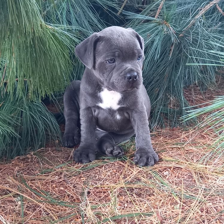 Des Songeurs O'Crocs Blancs - Chiots disponibles - Staffordshire Bull Terrier