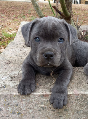 CHIOT