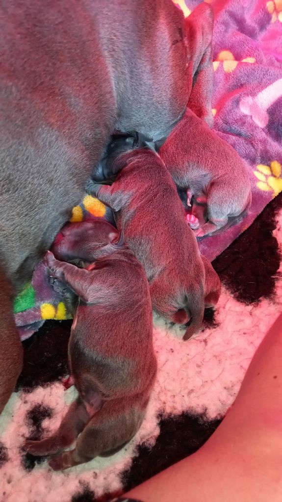 Des Songeurs O'Crocs Blancs - Chiots disponibles - Staffordshire Bull Terrier