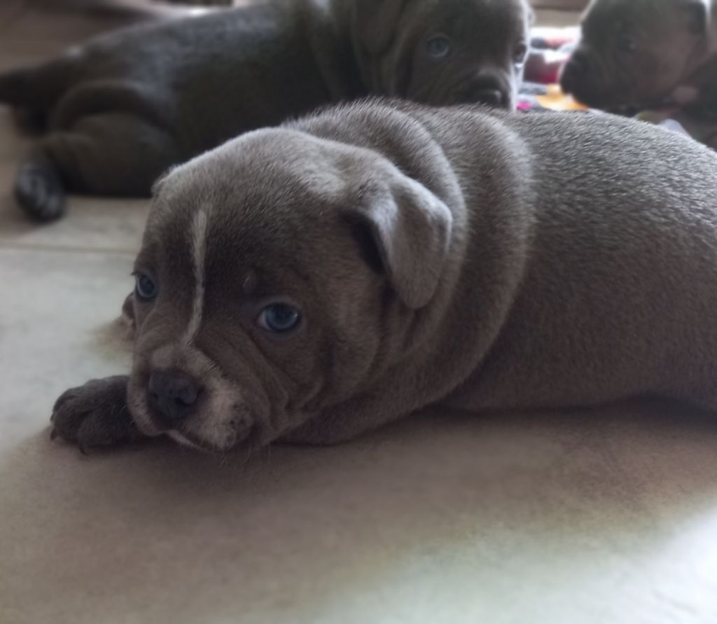 Des Songeurs O'Crocs Blancs - Chiots disponibles - Staffordshire Bull Terrier